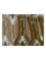 bottle06.PICT