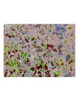 grass.PICT