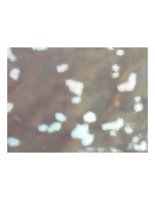 spots.PICT