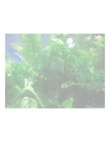 underwaterDreams.PICT