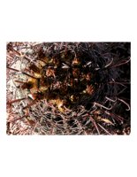 cactusNest2.PICT