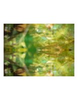 mirrorFish.PICT