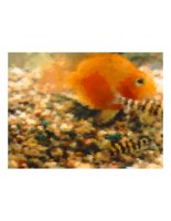 orangeFish.PICT