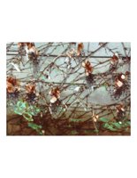 brownFlowerWall.PICT