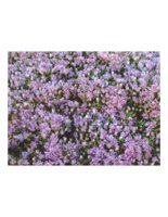 fieldofFlowers.PICT