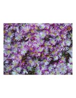 purpleFlowers.PICT