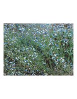 tinyBlueFlowers.PICT