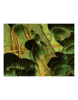 embryos.PICT
