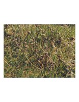 grass.PICT