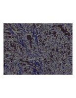 pelicanPrint.PICT