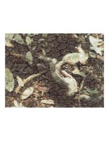 crackedRoot.PICT