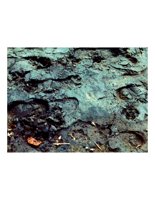 footsteps.PICT