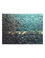 larvae.PICT