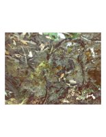 salamander.PICT