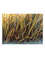 yellowGrass.PICT