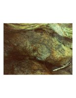 treeTrunk.PICT