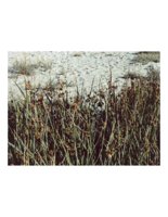 brownGrass.PICT
