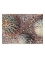 cacti.PICT