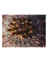 cactusHead.PICT