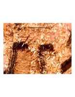 hay.PICT