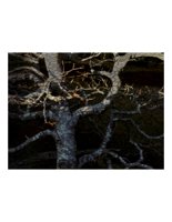 snakeTreeRoots.PICT