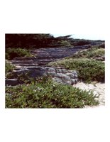 steps.PICT