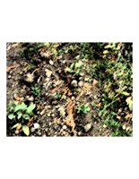 windyGround.PICT