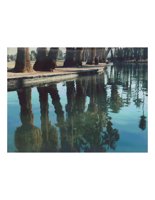 reflectedPalms.PICT