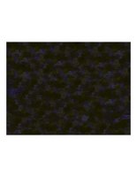 littleBluelights.PICT