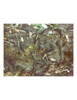 roots.PICT