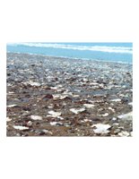 beach.PICT