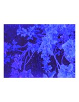 bluFlowers.PICT