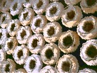 bagels06.TIF