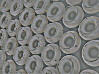 bagels08.TIF