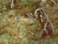 blmoss02.TIF
