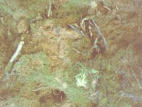 blmoss05.TIF