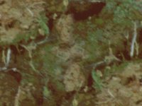 blmoss07.TIF