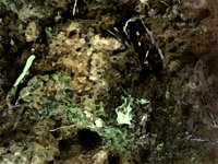 blmoss09.TIF