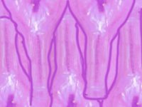 bottle04.TIF