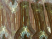 bottle06.TIF