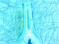 bottle12.TIF