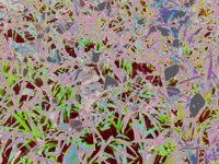 grass.TIF