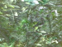 paintedWind.TIF