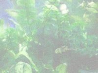 underwaterDreams.TIF