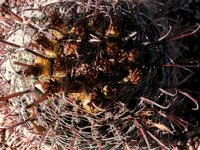 cactusNest2.TIF
