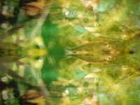 mirrorFish.TIF