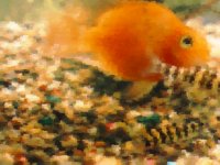 orangeFish.TIF
