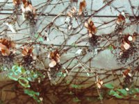 brownFlowerWall.TIF