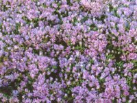 fieldofFlowers.TIF