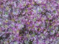layersofFlowers.TIF
